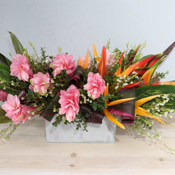Ginger Tropics - MGF