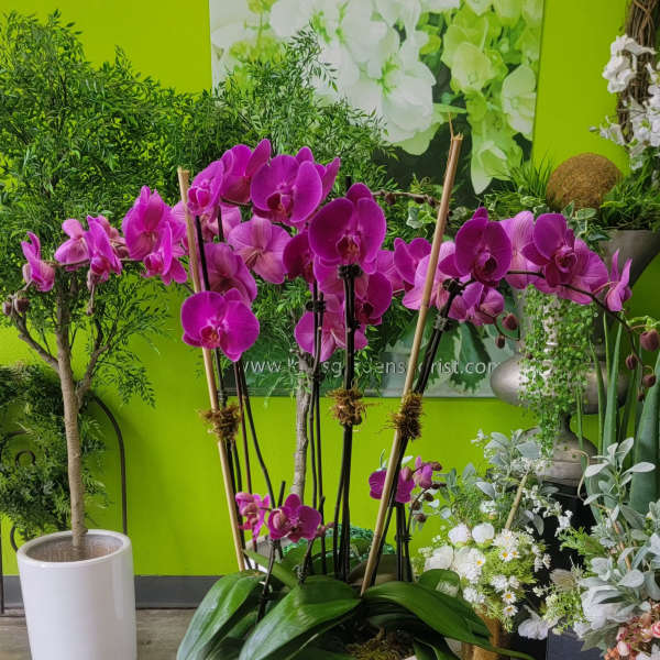Orchid 1