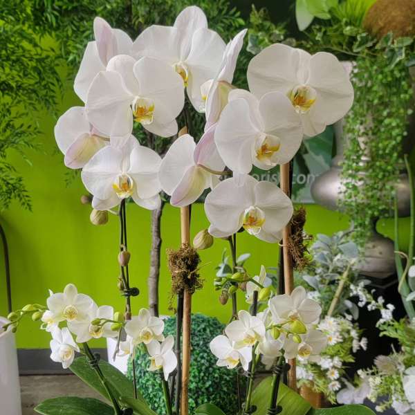 Orchid 5