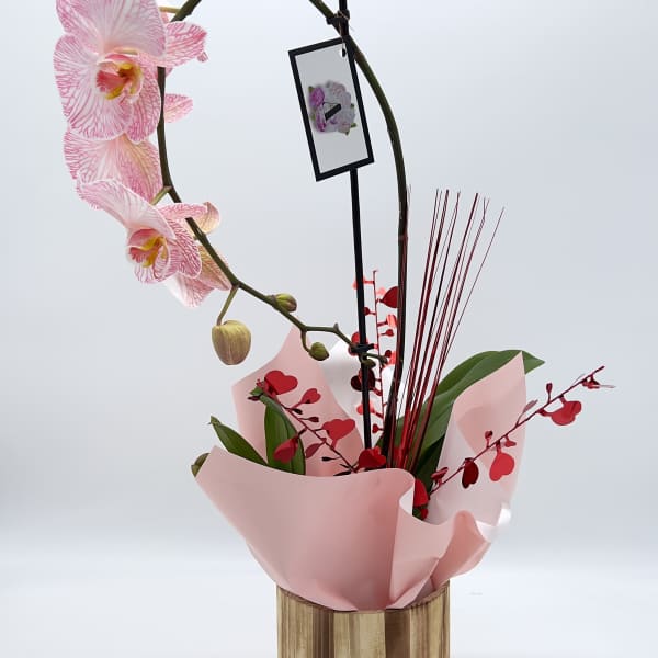 Single orchid plant