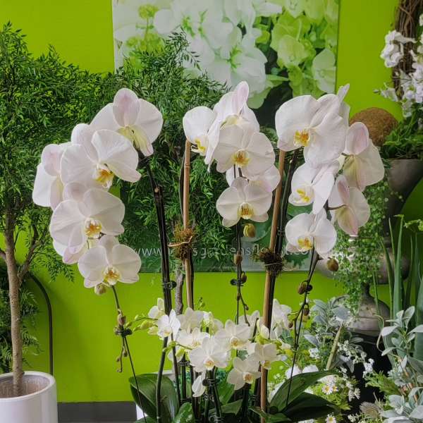 Orchid 2