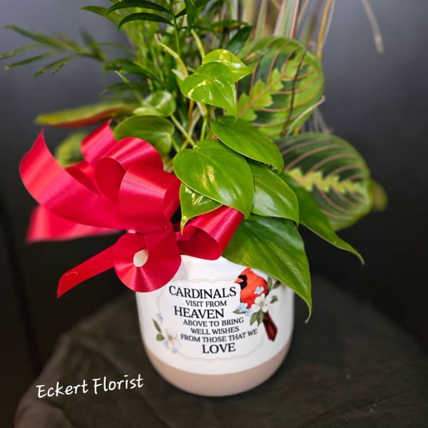 Potted green plant with a red ribbon and memorial cardinal message