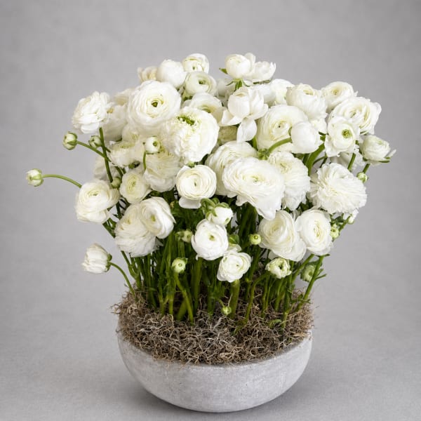 White Harmony