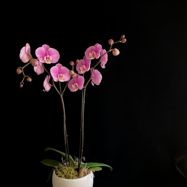 Orchid- Phalaenopsis Double