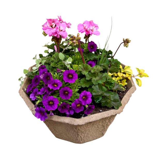 Fruit Loops! | Outdoor Patio Planter