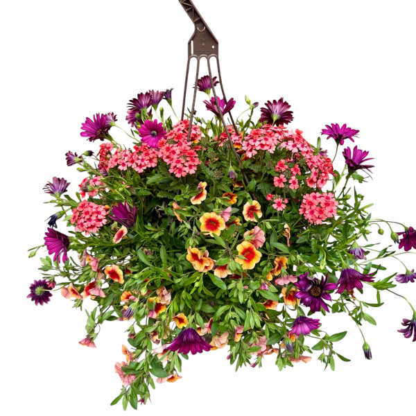 Lucky Charms! | Outdoor Hanging Basket