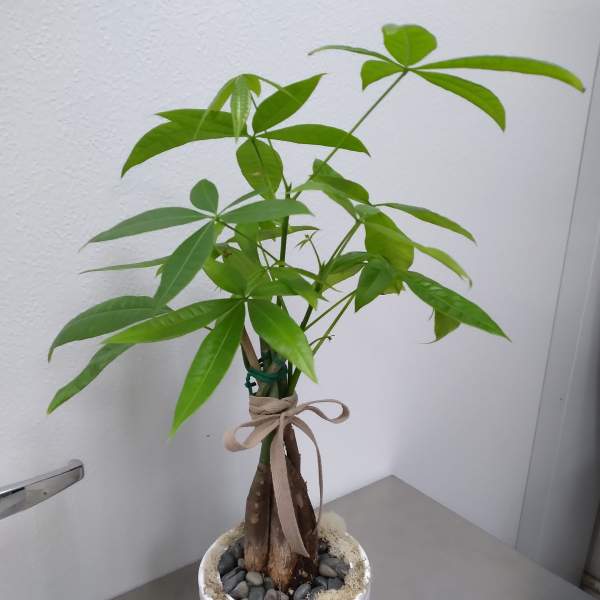 Potted money tree plant in a white ceramic container with a ribbon bow