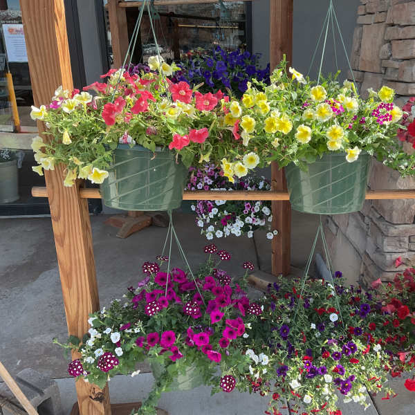 12” Colorado Grown outdoor hanging baskets