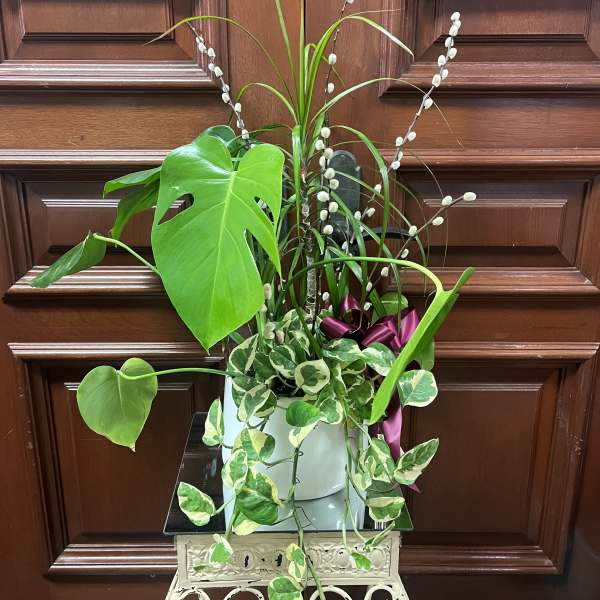 Potted green plant arrangement with trailing variegated vines and a purple ribbon
