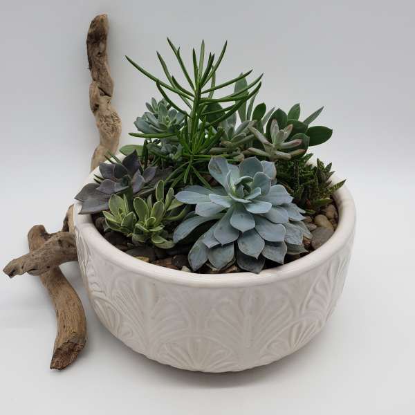 Succulents Garden
