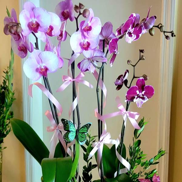 Orchids Galore