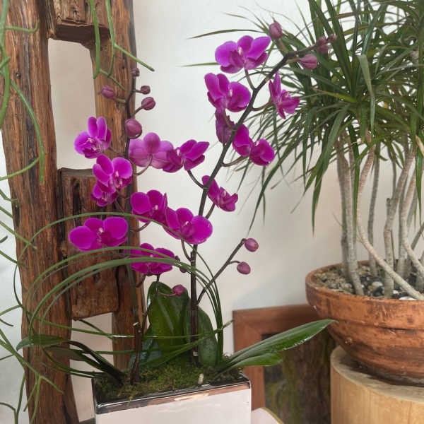 Purple orchid arrangement in a white square planter