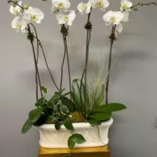 White orchid arrangement in a rectangular planter with green foliage