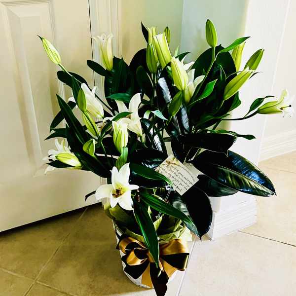 Grace & Green (sympathy plant)
