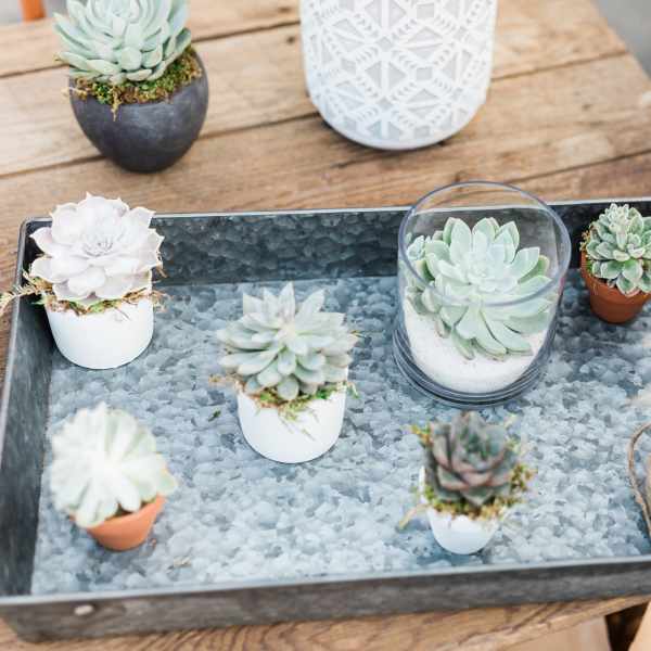 Tray of small potted succulents on a wooden table