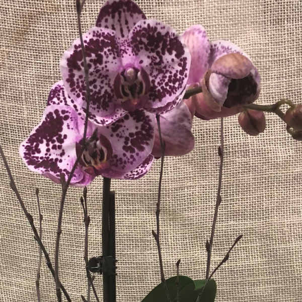 Phalenopsis Orchid-- Purple/dark pink- 2 spikes