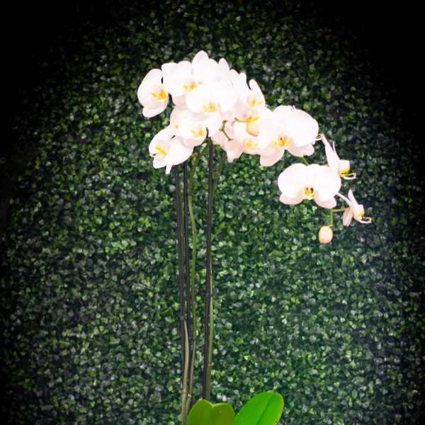 Orchid plant