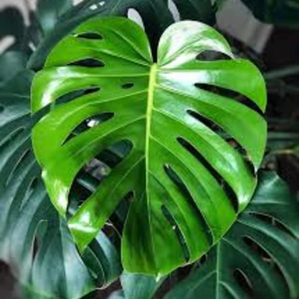 100 Mix size Monstera leaves
