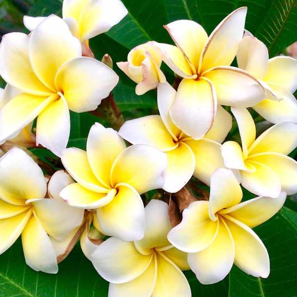 Mix color Plumaria flowers 200 count