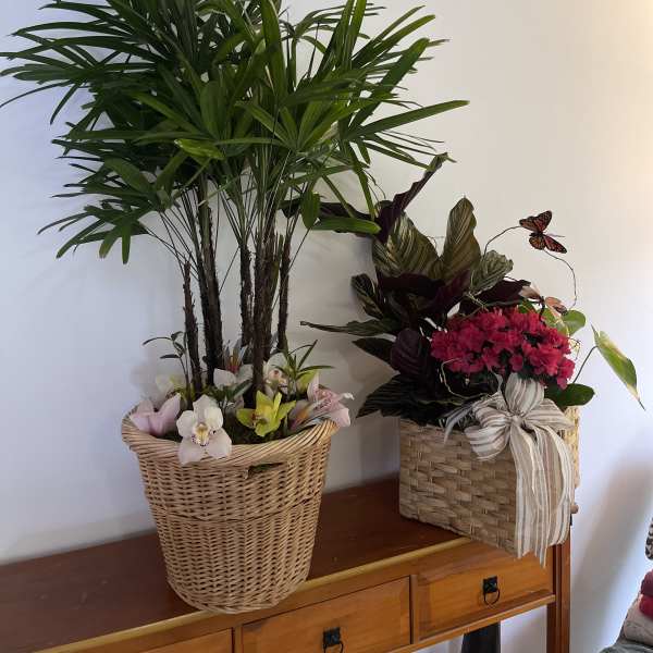 Extra large indoor plant combo power pack
