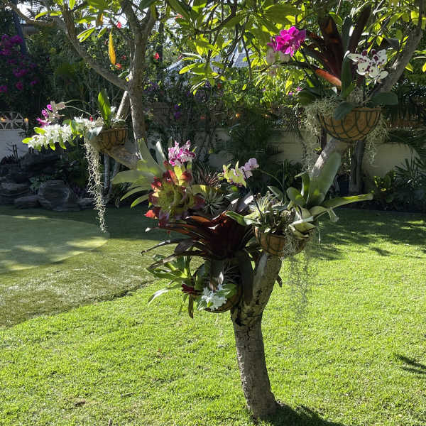 Orchid garden package and installation