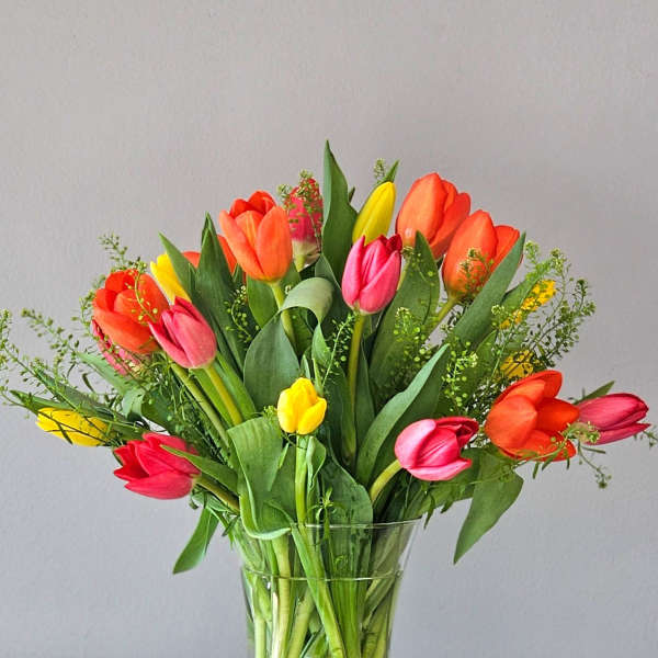 Tulip Time