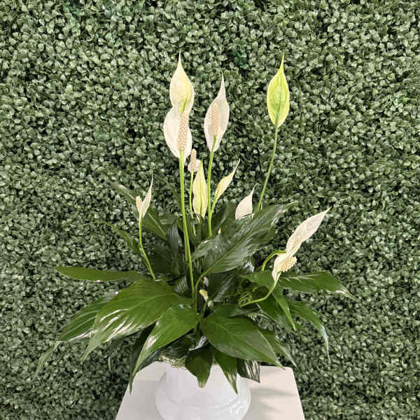 White peace lilies in a white vase on a pedestal