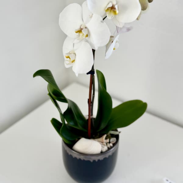 White orchid plant in a dark ceramic pot with decorative stones