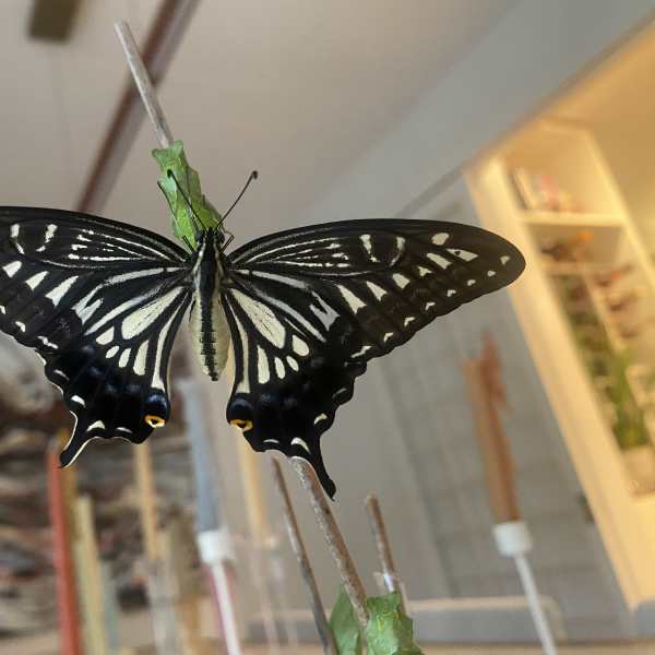 A butterfly chrysalis on a designer choice, orchid arrangement
