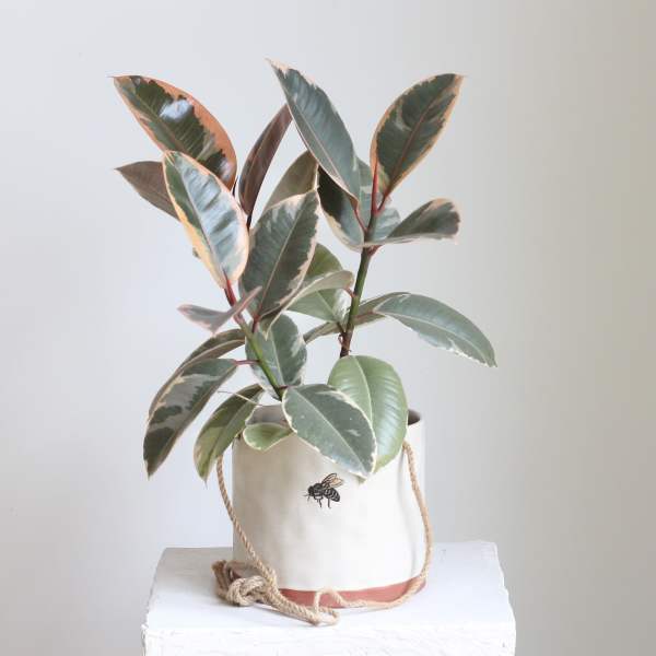 Ficus Rubber Tree in a Bumble Bee Pot