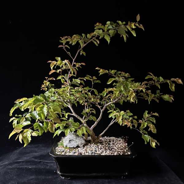 Bonsai- Korean Hornbeam