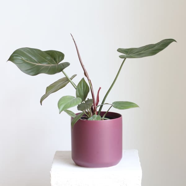 Philodendron ‘Summer Glory’