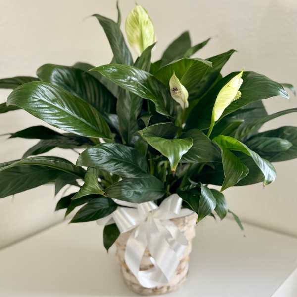 Potted peace lily with white blooms and a white ribbon