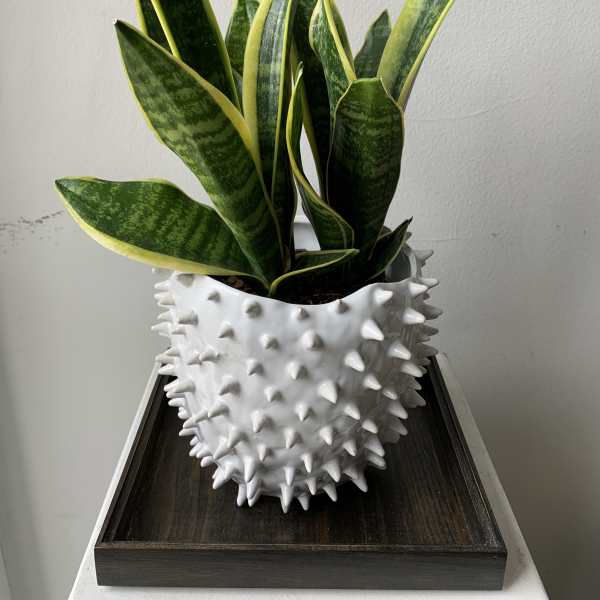 Snake plant in a white spiked ceramic pot