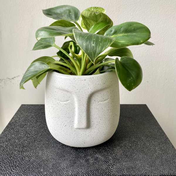 Potted green houseplant in a white face-shaped ceramic planter