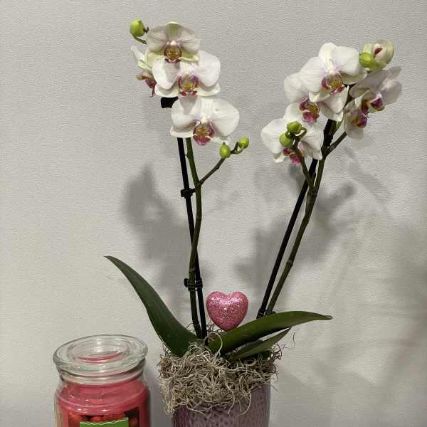 White orchids in a purple pot beside a pink candle jar