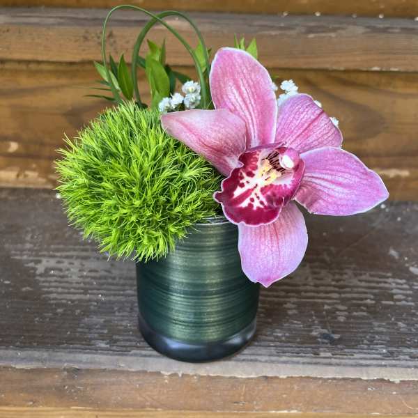 Uno, Duo or Trio Orchid Minis in 3"x4" Cylinders