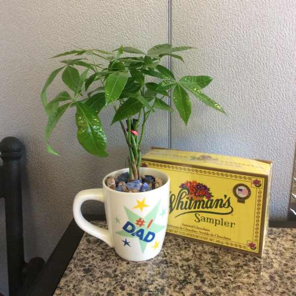 Potted money tree in a white Dad mug beside a chocolate sampler box