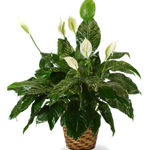 White peace lilies in a woven basket planter
