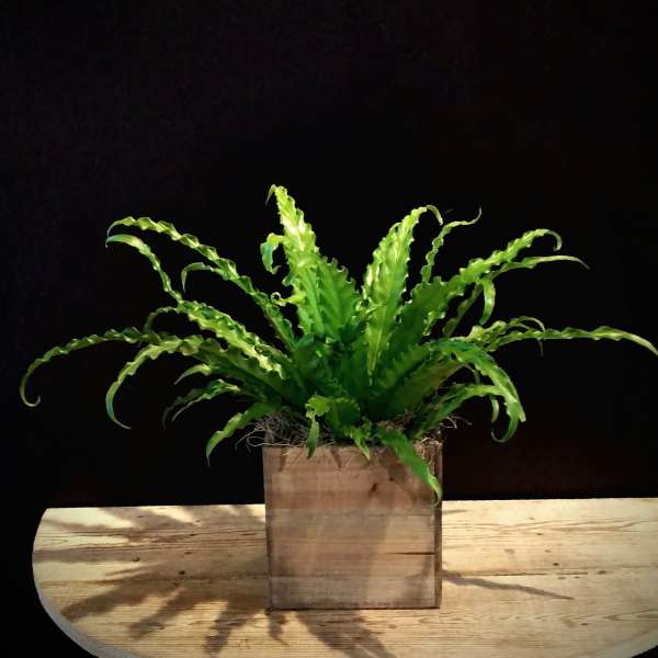 Bird's Nest Fern (containers vary)