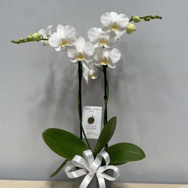 White orchid plant in a gray pot with a white ribbon bow
