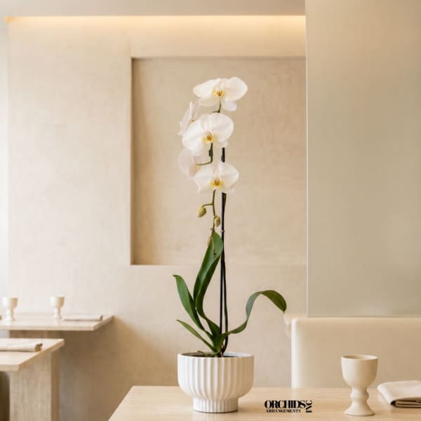 Premium Orchid Miami