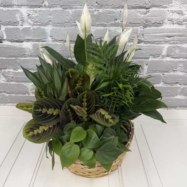 Basket Dishgarden (Large)