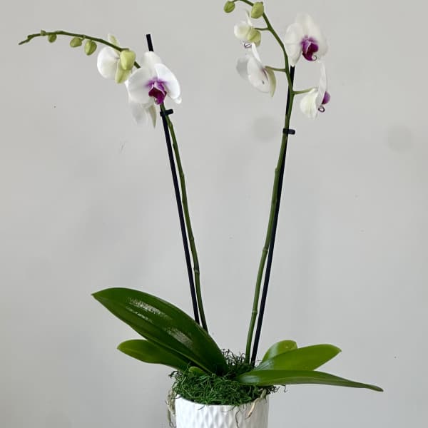 White Phalaenopsis Orchids by Westford Florist Art by Veny