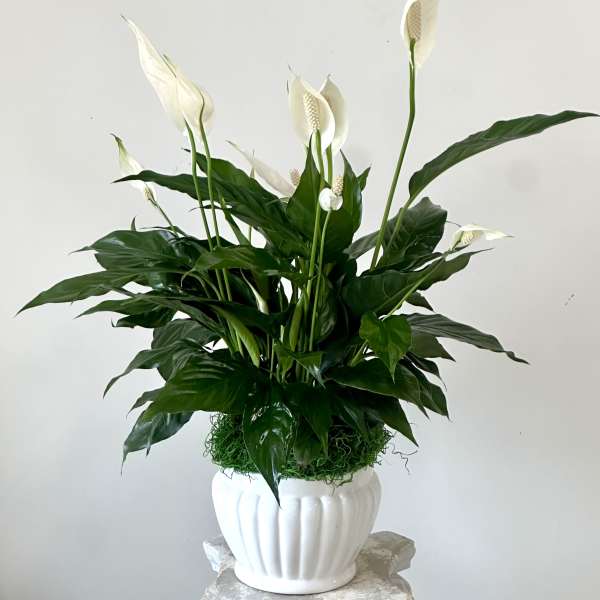 Serenity Spathiphyllum by Westford Florist Art by Veny