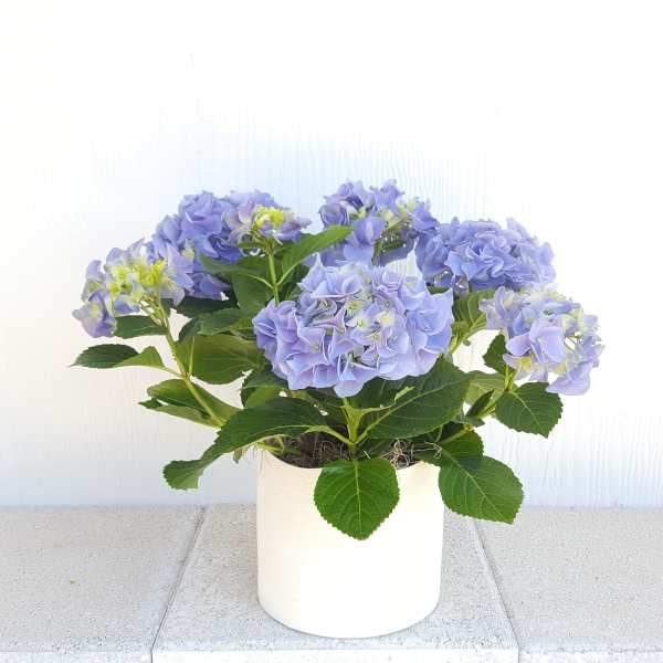 18" tall Blue Hydrangea plant