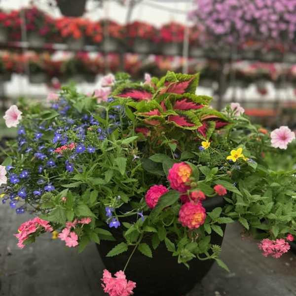 Perfect for the Patio - Mixed Sunny Annuals