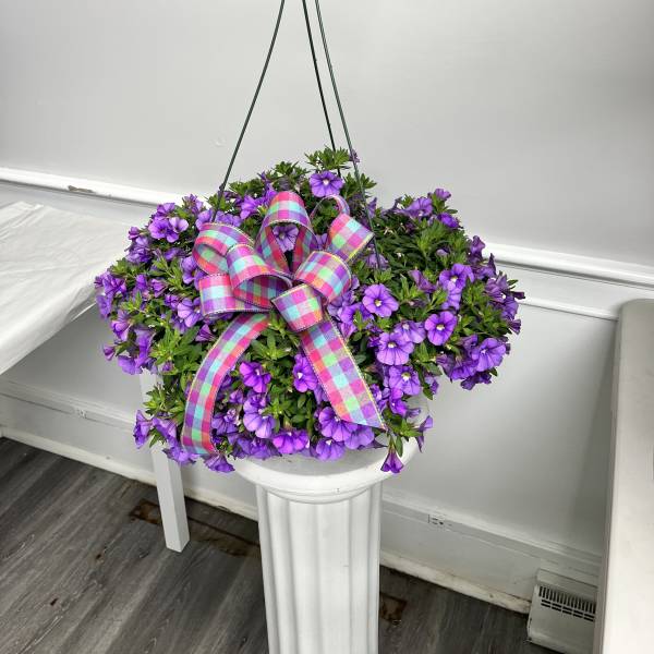 Variety of Hanging Plants