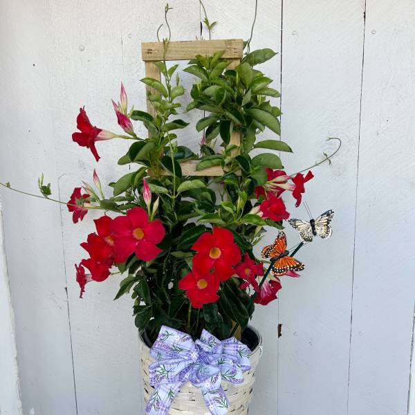 Mandevilla on trellis