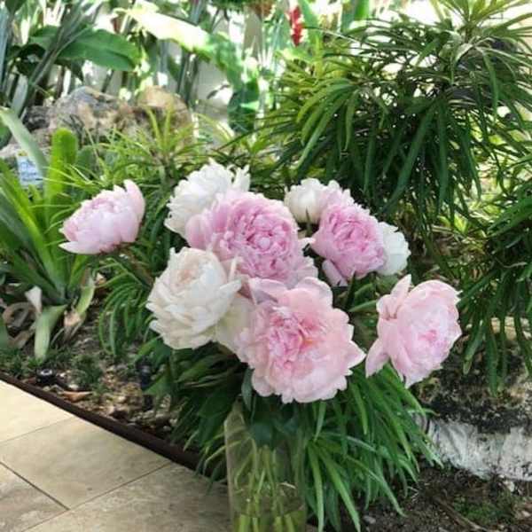 Beauty of Peonies